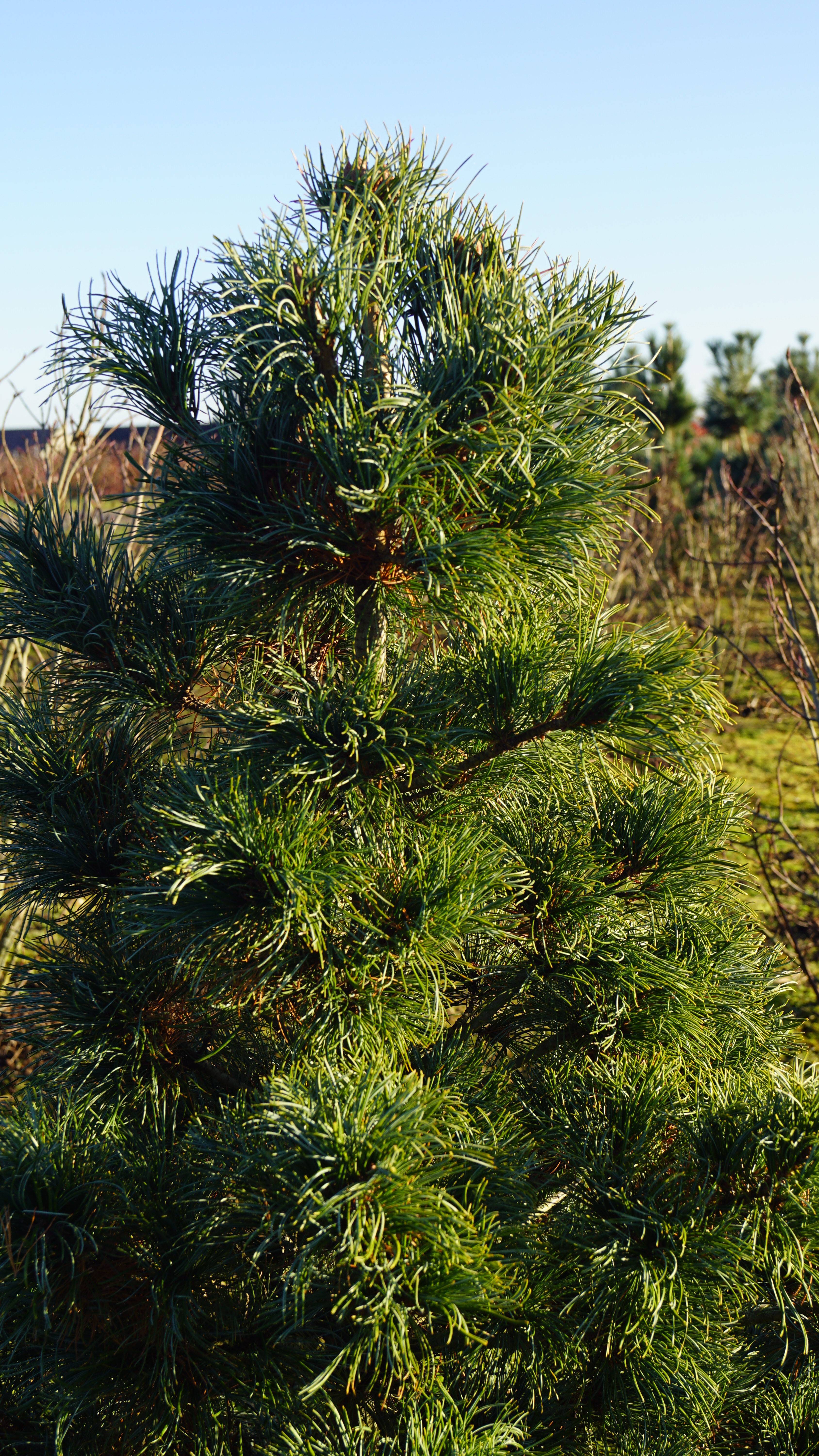Pinus parviflora 'Schoon's Bonsai' (2)
